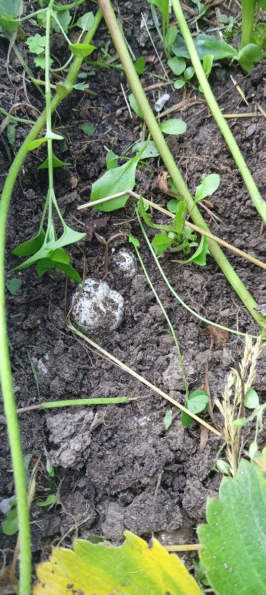 ,, яйца,,  гриба Мутинус