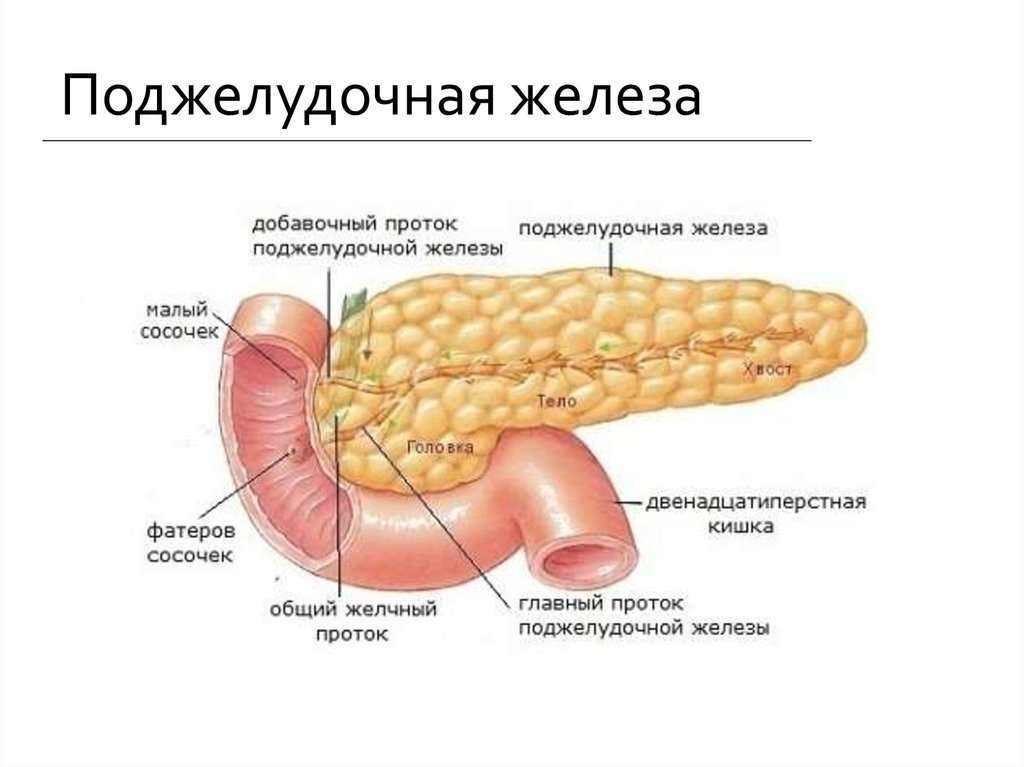 Поджелудка. Поверхности поджелудочной железы анатомия. Поджелудочная железа поверхности и края. Сальниковый бугор поджелудочной железы. Долька поджелудочной железы