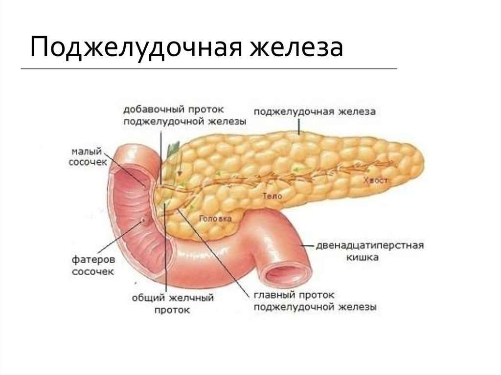 Строение поджелудочной. Поверхности поджелудочной железы анатомия. Поджелудочная железа поверхности и края. Сальниковый бугор поджелудочной железы. Долька поджелудочной железы.