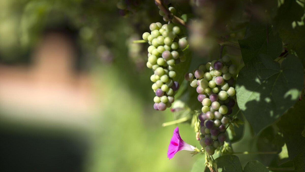    Виноград© Globallookpress Nikolay Gyngazov