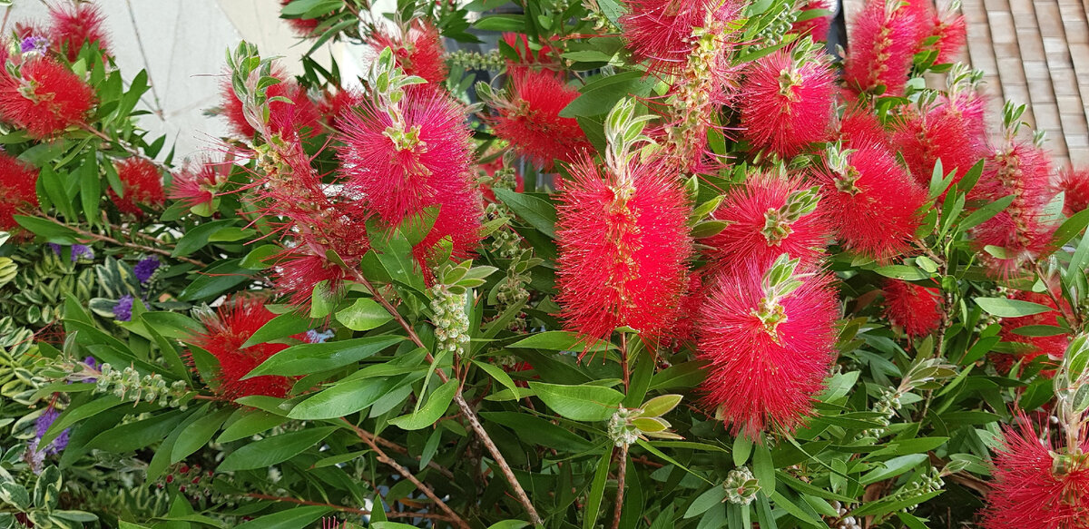 Ёршики? Несомненно! Фото из личного архива 