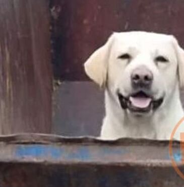 Всегда доверявший людям лабрадор получил пулю