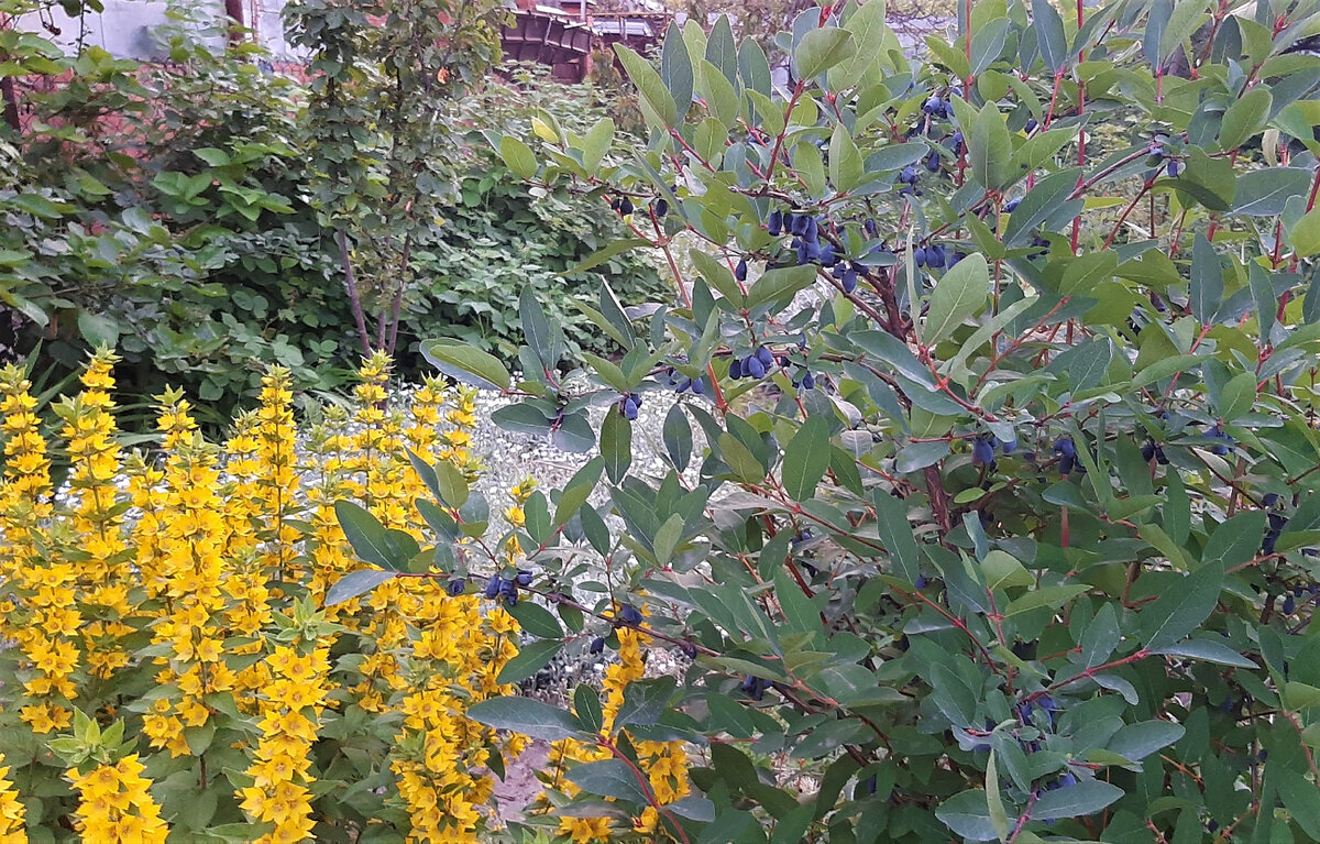 Справа - жимолость Золушка, слева - вербейник