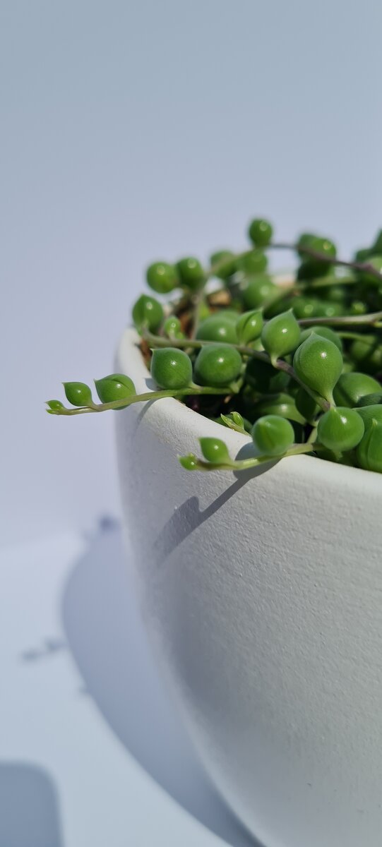 Крестовник Роули