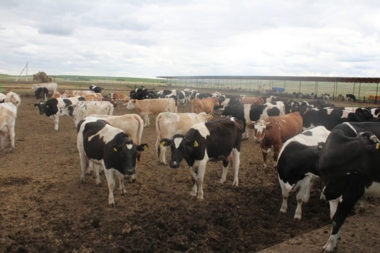    Жителю Домбаровки грозит 10 лет колонии за кражу скота на 1,5 млн рублей Марина Шарт