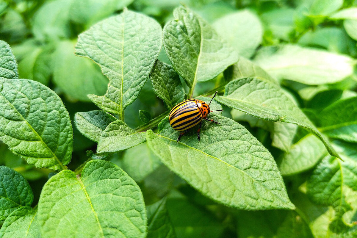    Фото: dmvl / Pixabay.com