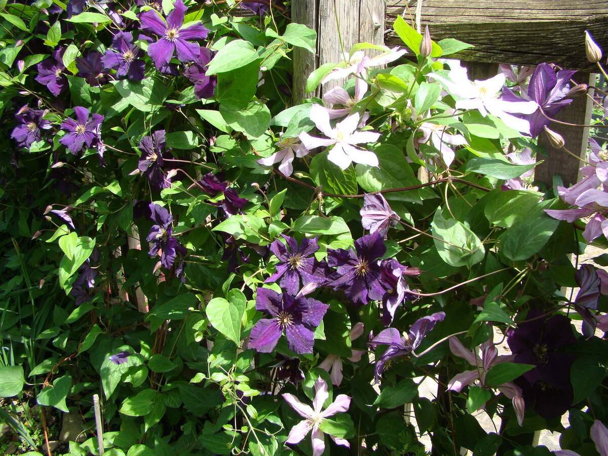 Ялтинский Этюд и Grunwald. и так они цветут все лето