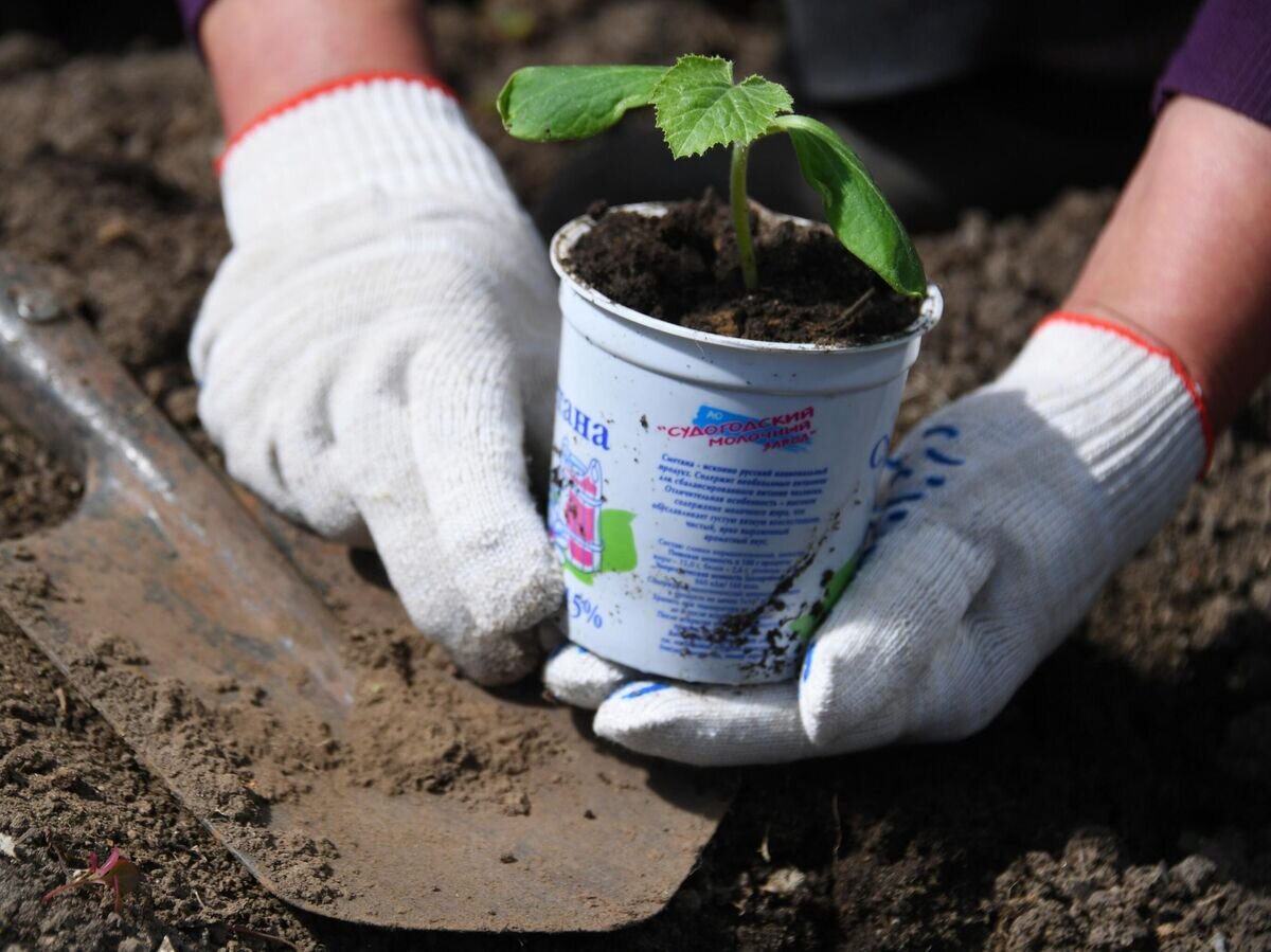    Женщина высаживает саженец на дачном участке© РИА Новости / Кирилл Каллиников