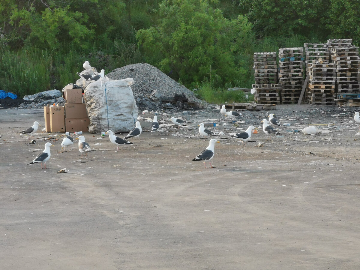 Чайки разоряют помойку во дворе супермаркета. Обычная картина для Магадана. 
