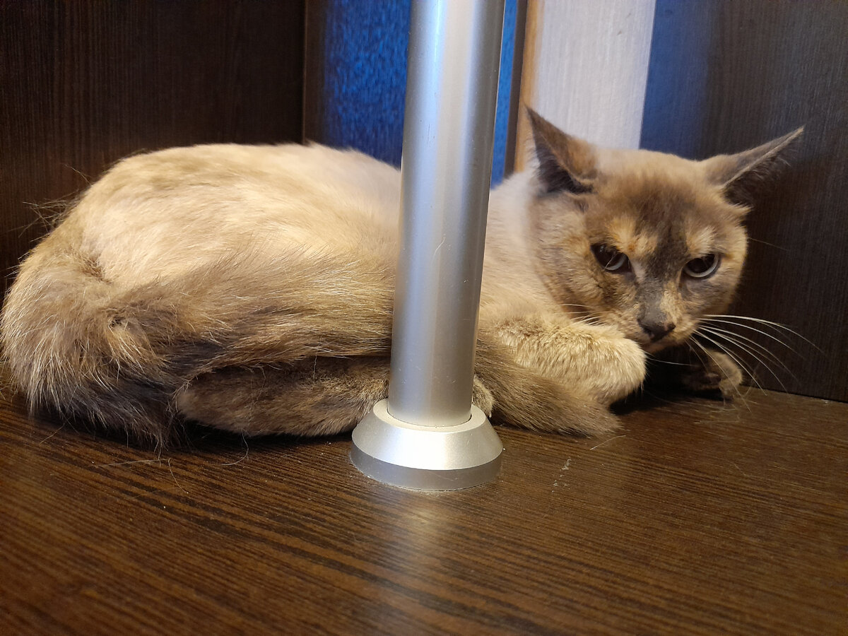 Вот это чудо, которое нас так напугало.