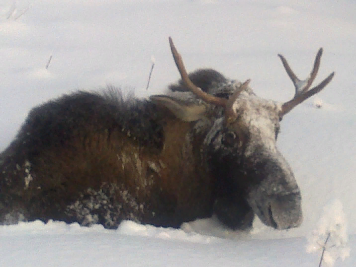 Любовь в тайге. Ч.-2