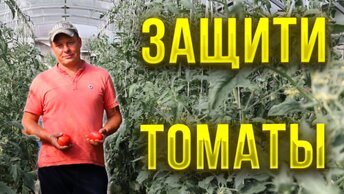 Фитофтора и вершинная гниль, как защитить свои томаты?