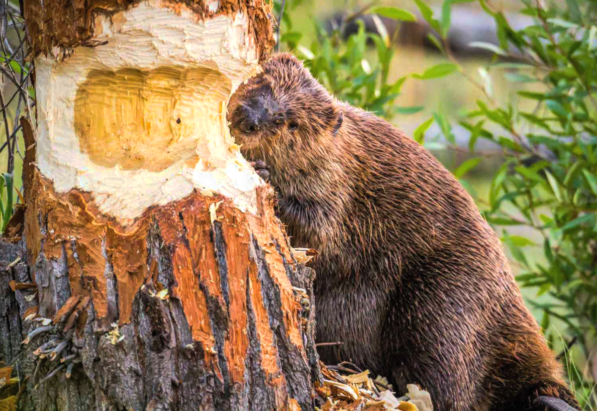 Бобры фото животного. Канадский Бобр (Castor canadensis). Бобер и дерево.