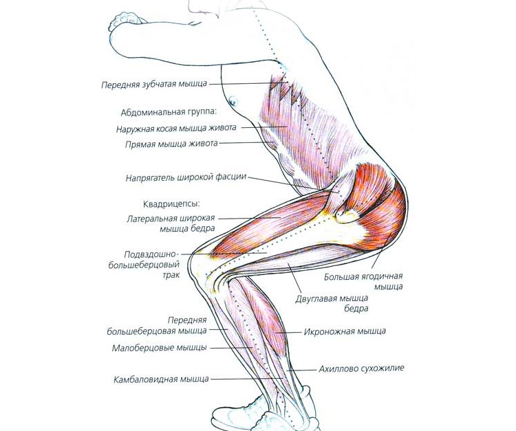 Приседания польза