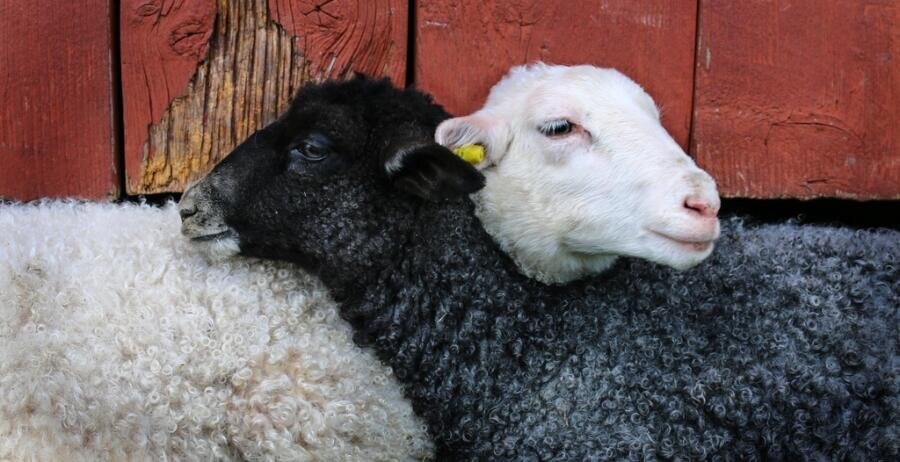    Как разводить овец в фермерском хозяйстве? Фото: по лицензии PxHere
