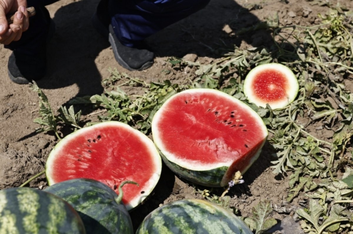    В Астрахани поспели ранние арбузы