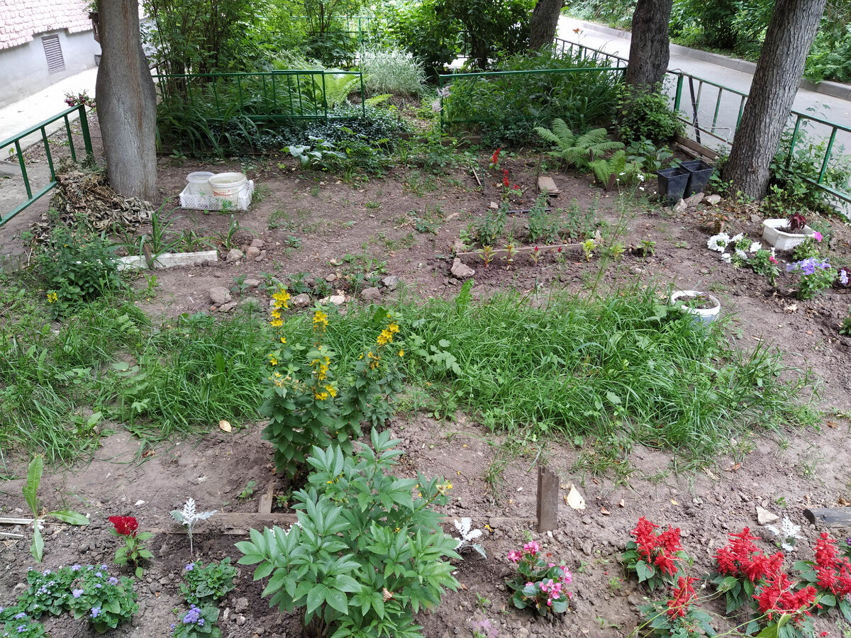 В полном цвету красная сальвия (передний план, справа); левее неё бегония, а в левом углу ещё одно красное пятно, это целозия метельчатая. 