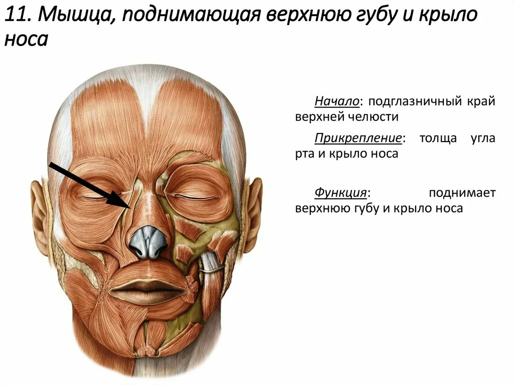 Воспаление тройничного нерва - симптомы, лечение