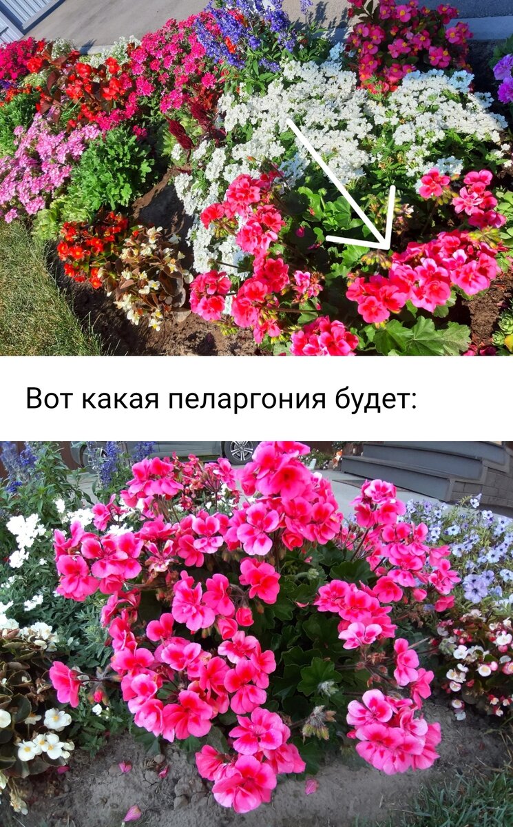 Не сажайте их в кашпо! | Цветущий мир | Дзен