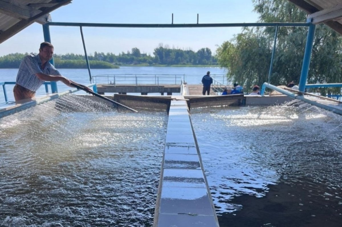    В реку под Астраханью выпустили 200 тысяч осетрят