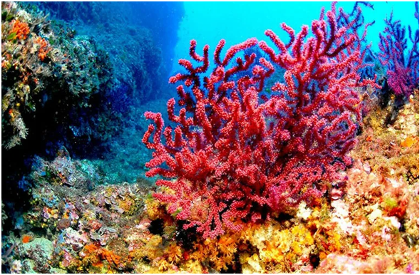 Коралловые рифы