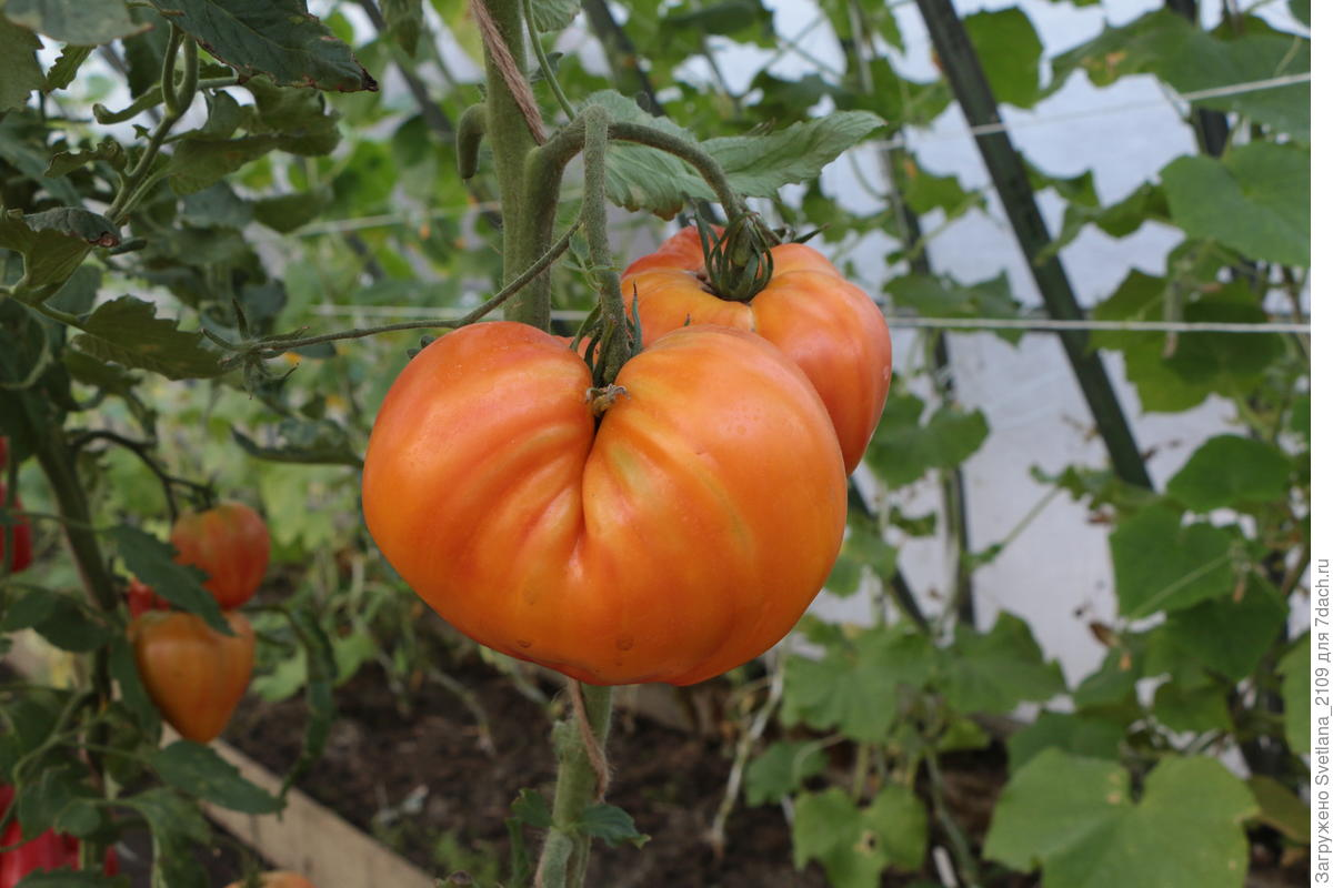 томат сокровище инков описание