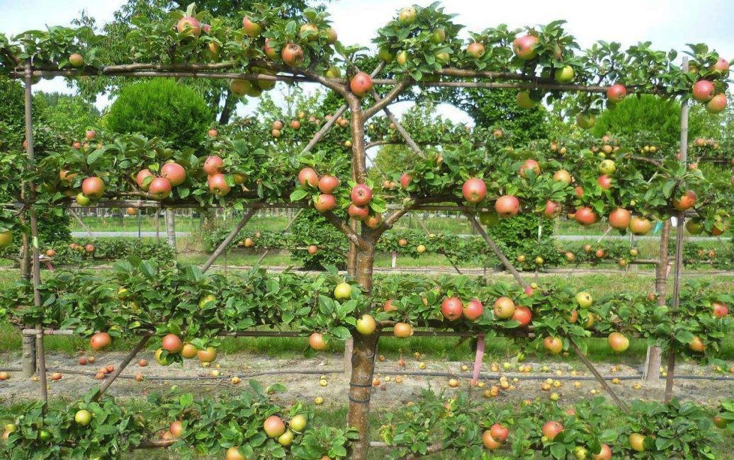 Плодовые деревья москвы. Топиарный сад Монрепо. Груша Пальметта. Пальметта яблоня. Шпалерная формировка яблонь.