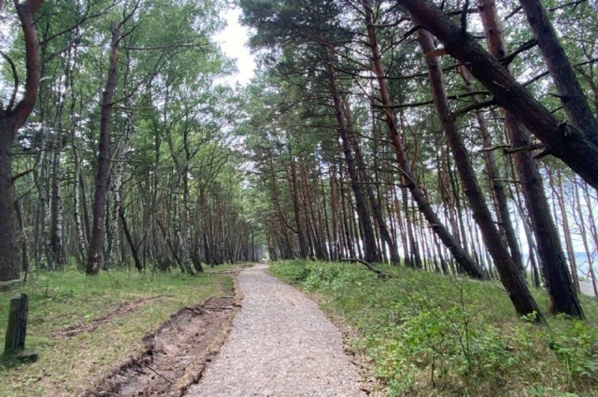 Лесной план калининградской области