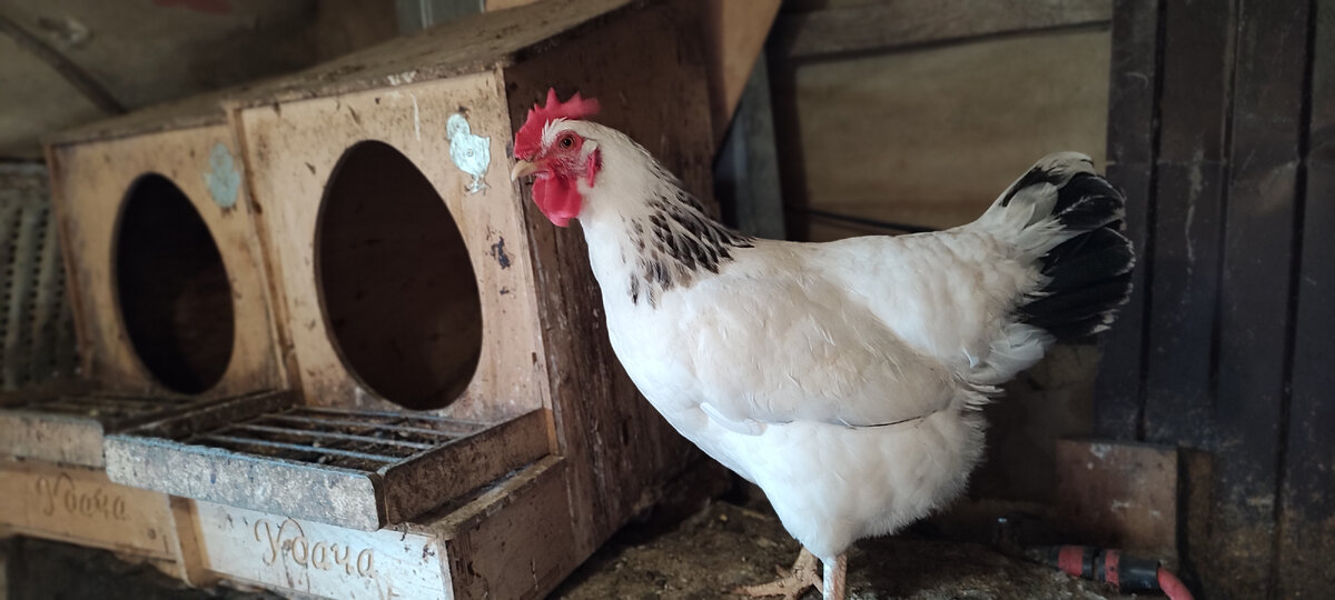 Хозяйка, мы стараемся из-за всех сил 😁