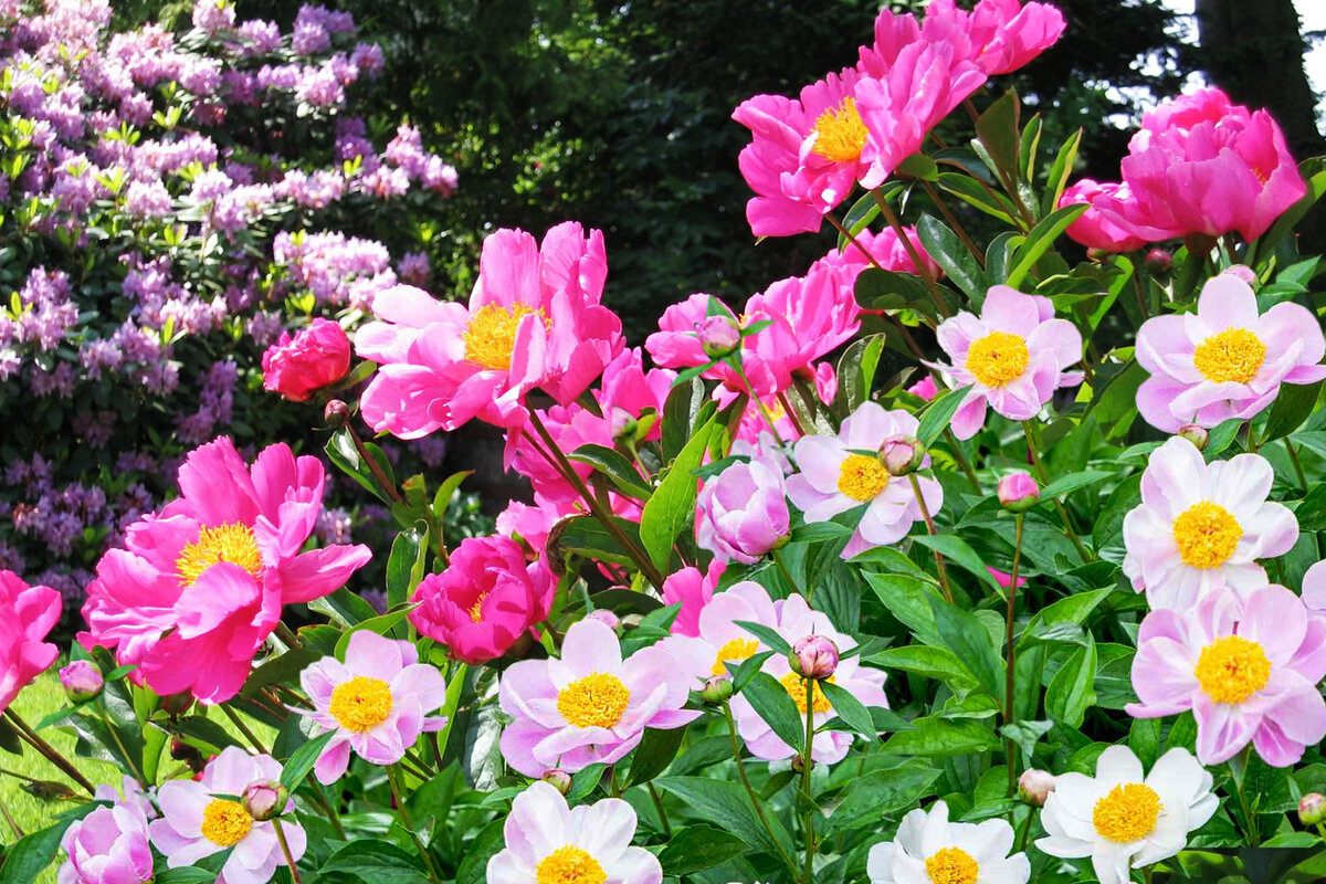 «Танцующие бабочки» сортов с простыми цветками не менее эффектны, чем махровые!