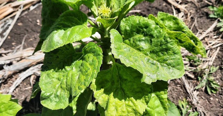    Ложная мучнистая роса может доставить проблем подсолнечнику