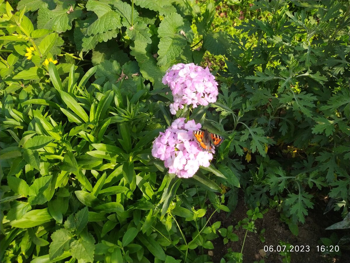 Бабочка | природа | лето | Фото автора 