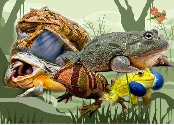 топ пять лягушек- гигантов