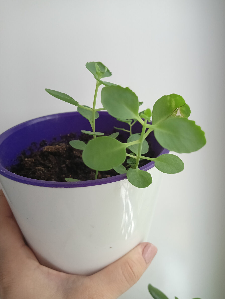 Очиток Седум