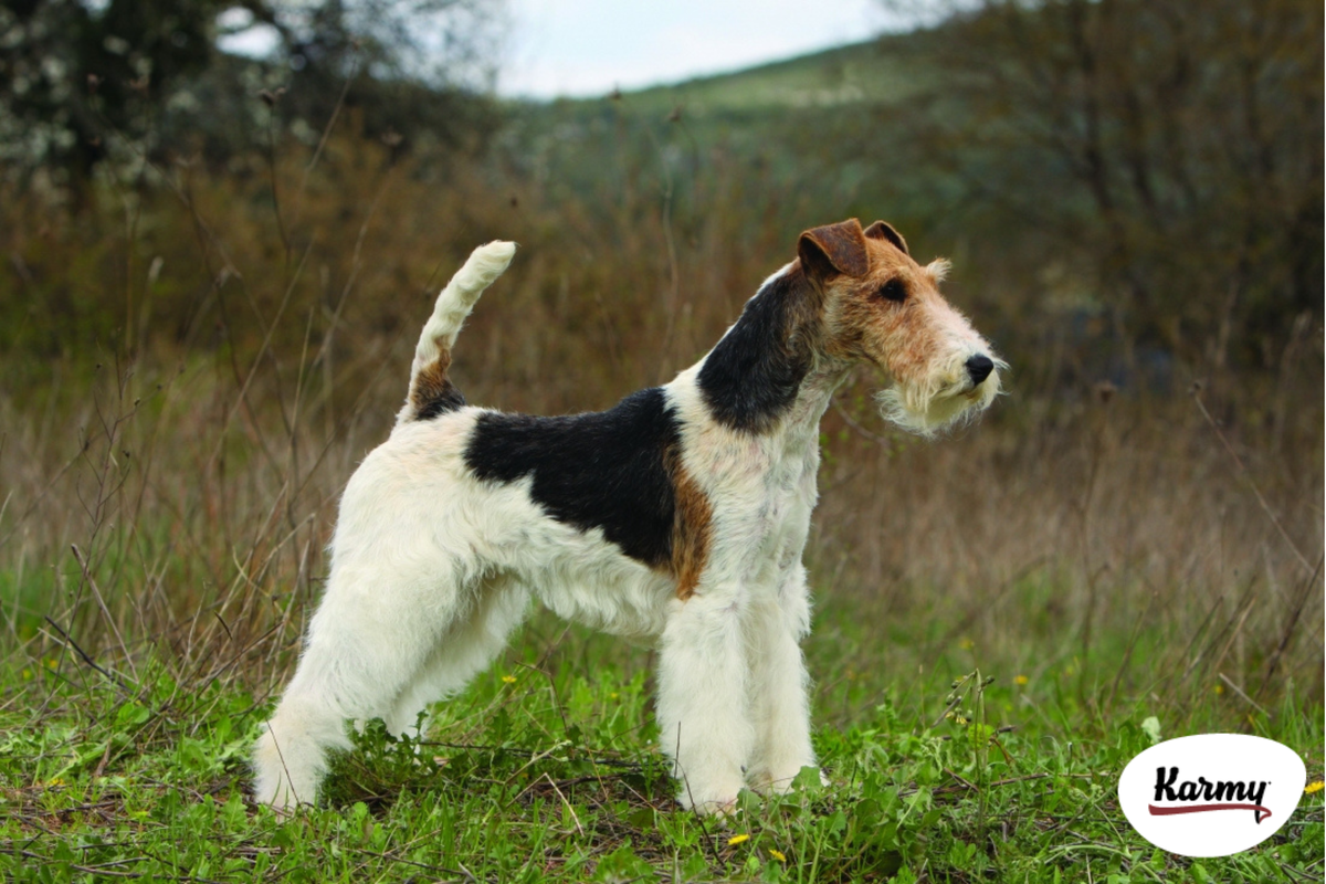 Авторское изображение с использованием картинки с сайта https://pitomec.online