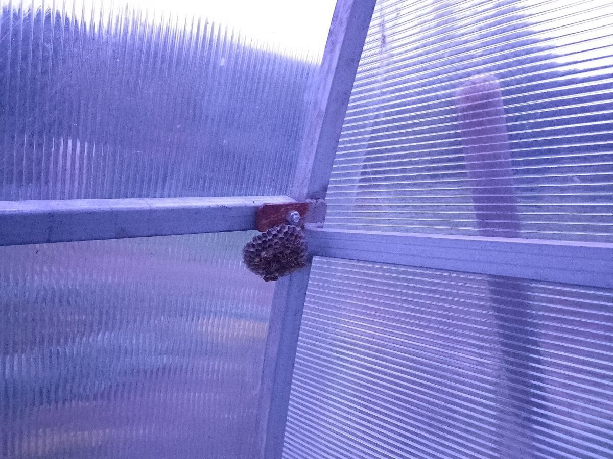 Под гнездом растут дыни