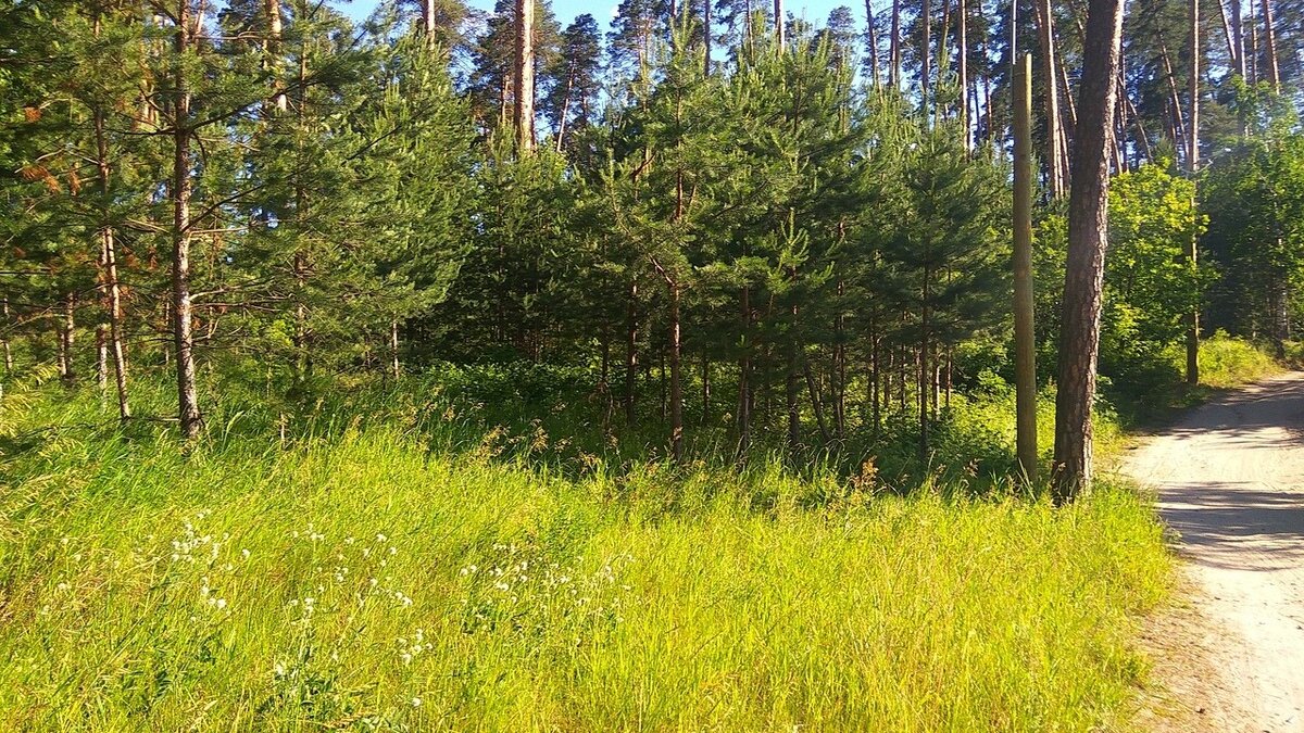     В Татарстане еще на три недели продлили ограничение на пребывание людей в лесах. Соответствующее постановление подписал премьер-министр РТ Алексей Песошин.