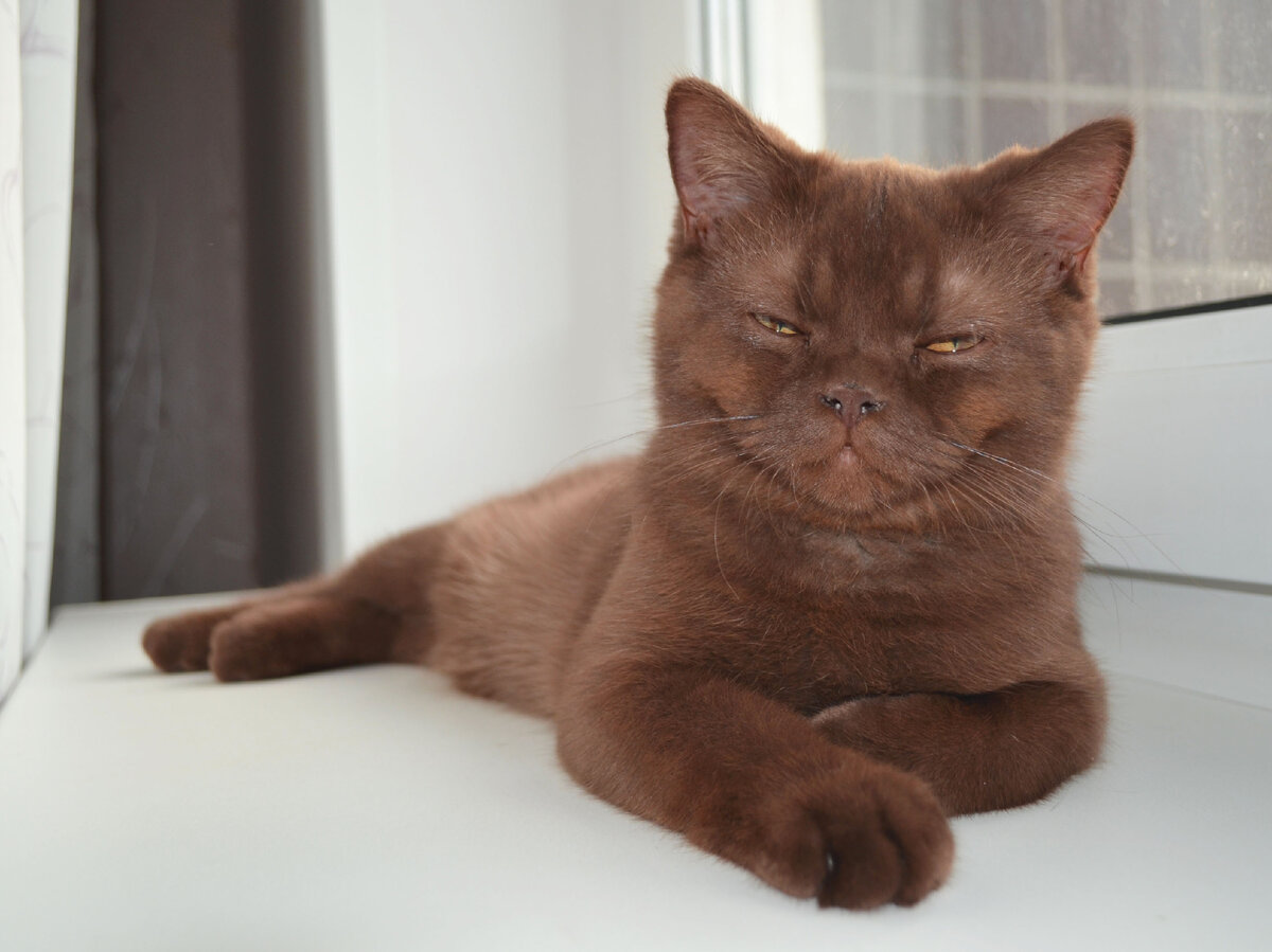 ребят, ну обидно, такой маленький котик и один...