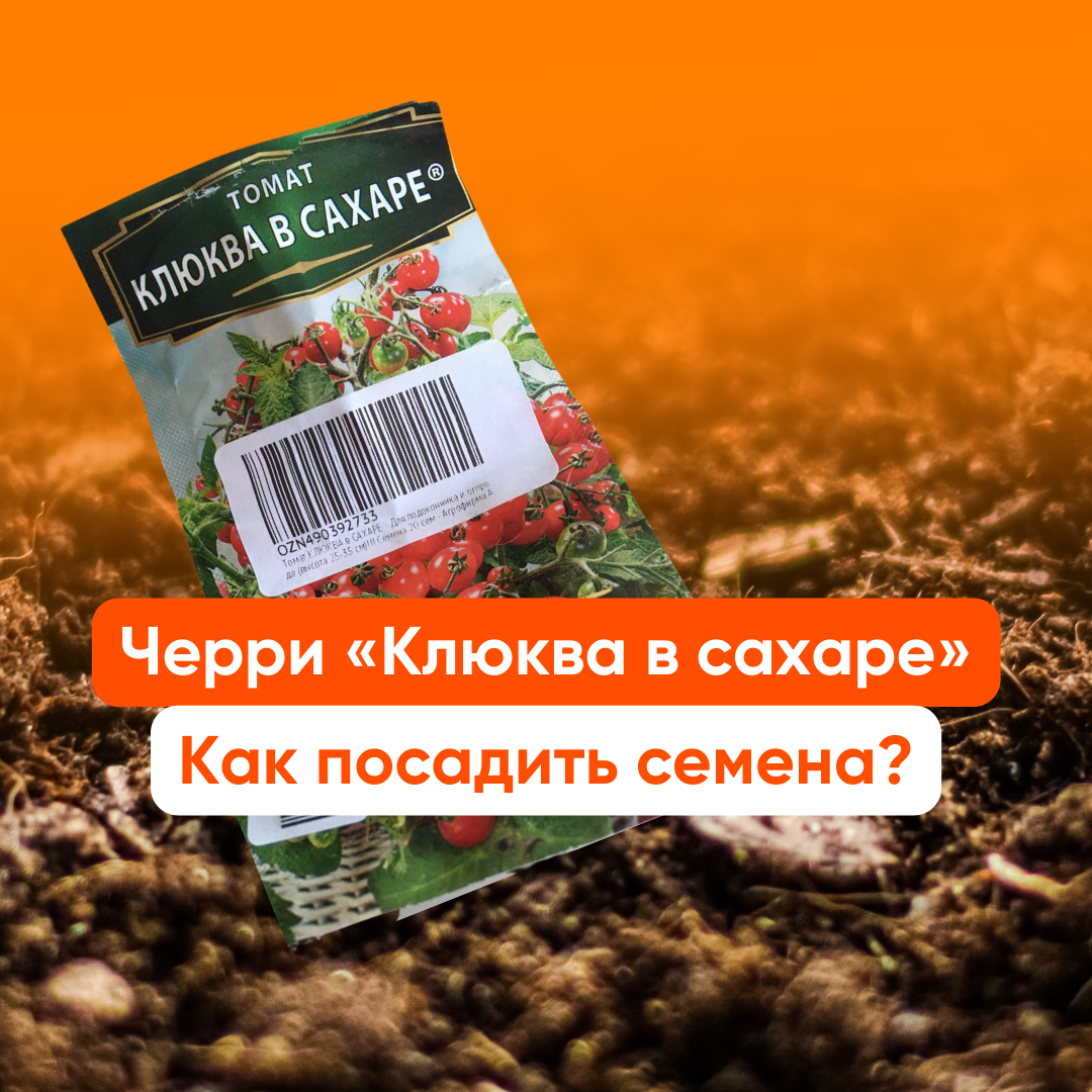 упаковка черри помидор "Клюква в сахаре"