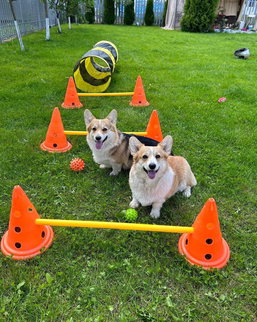 Счастливые занимаются аджилити (листайте карусель).