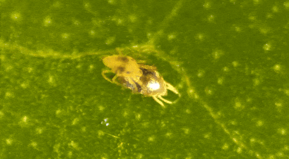   Schausberger et al. / iScience, 2023