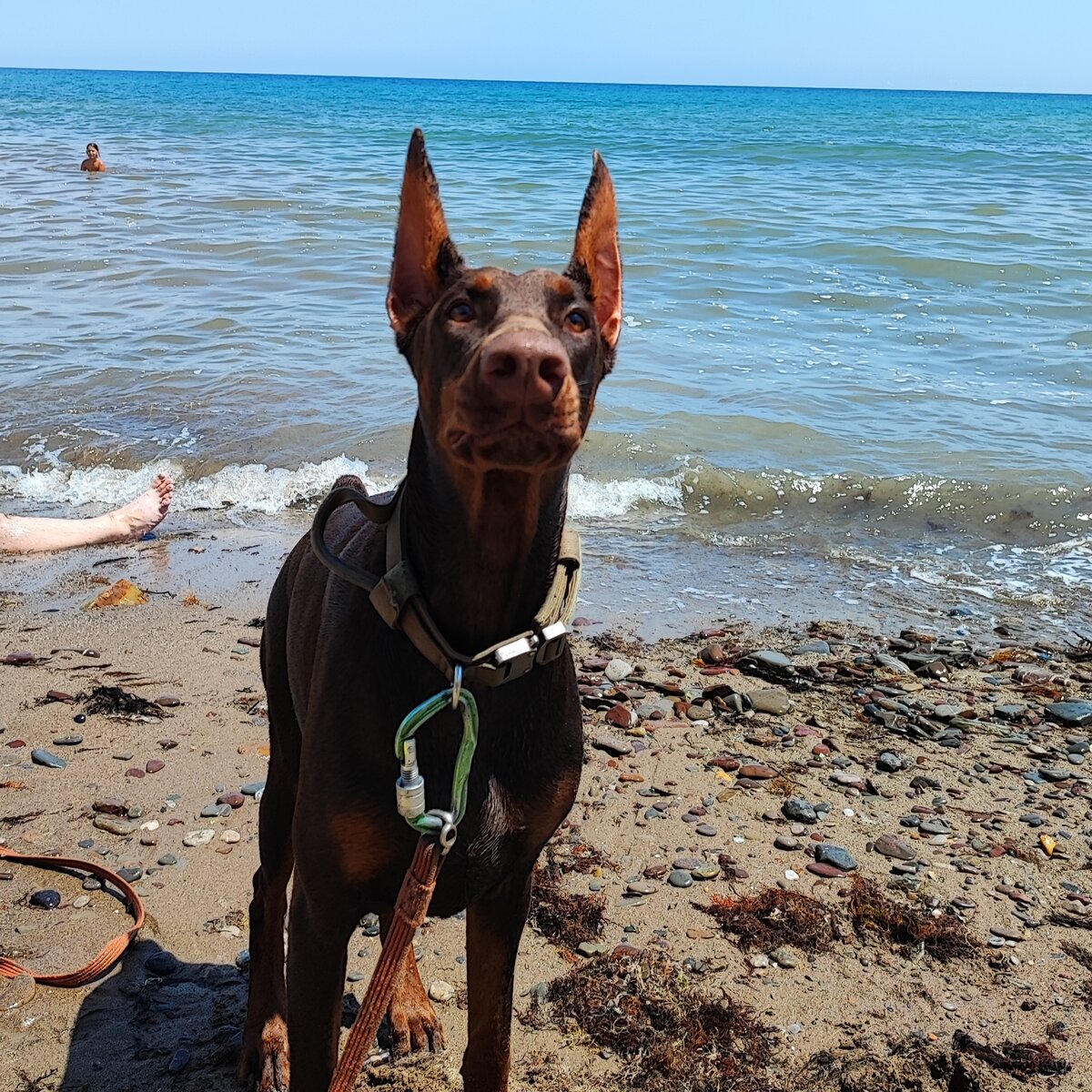 Я люблю плавать? Ты уверена?