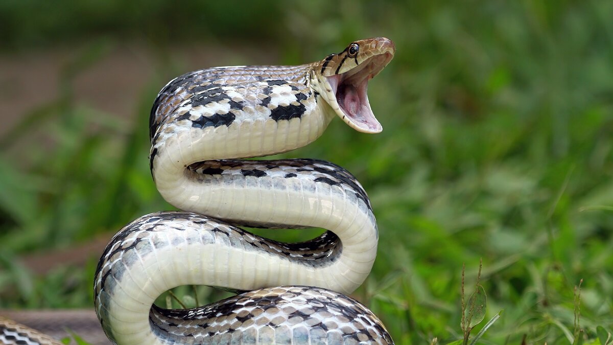 Змея пытается укусить во сне