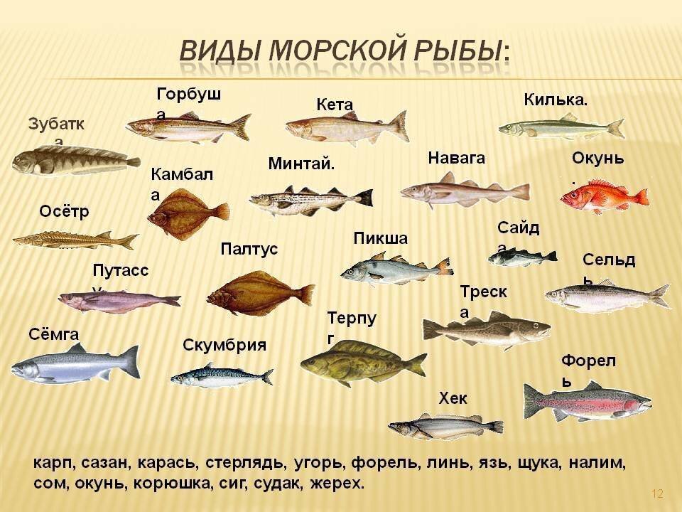 Go fishing! Названия и виды рыб на английском языке