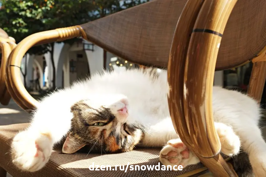 Отсутствие аппетита у кошки в жаркую погоду. Когда начинать беспокоиться? |  КотоВедение | Дзен