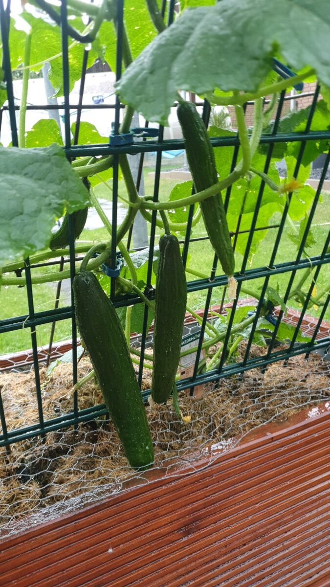 Шикарные огурцы подписчицы Дачного агронома 
