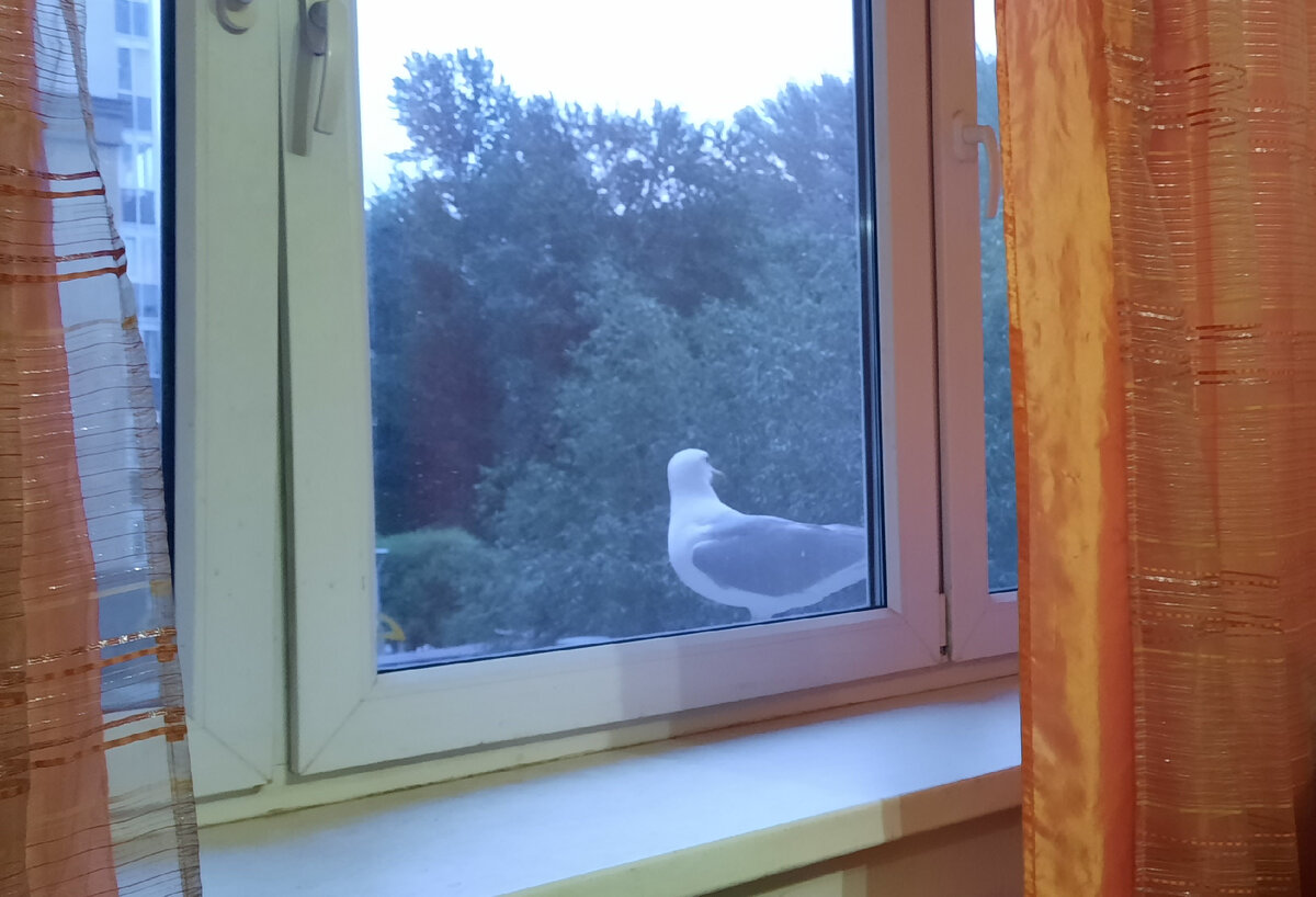 17.06.2022 22:25 - моя первая встреча с Джонатаном