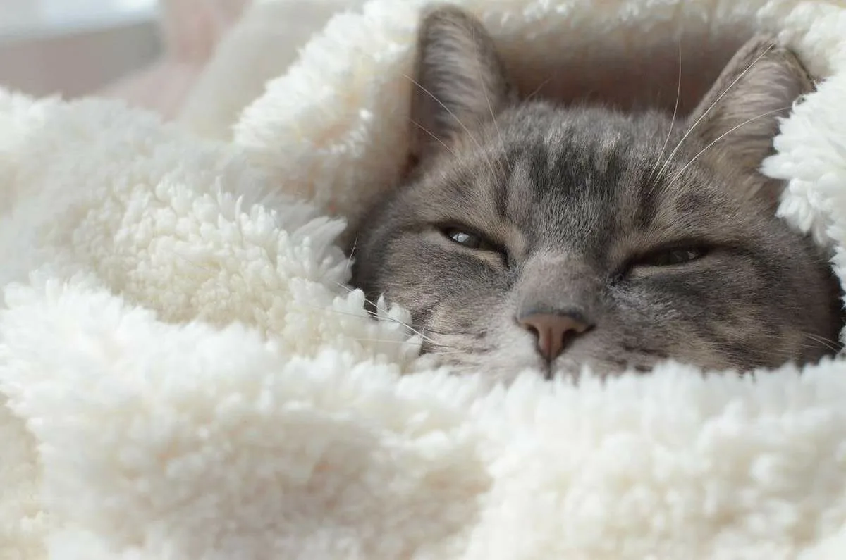 Кот серый одеяло