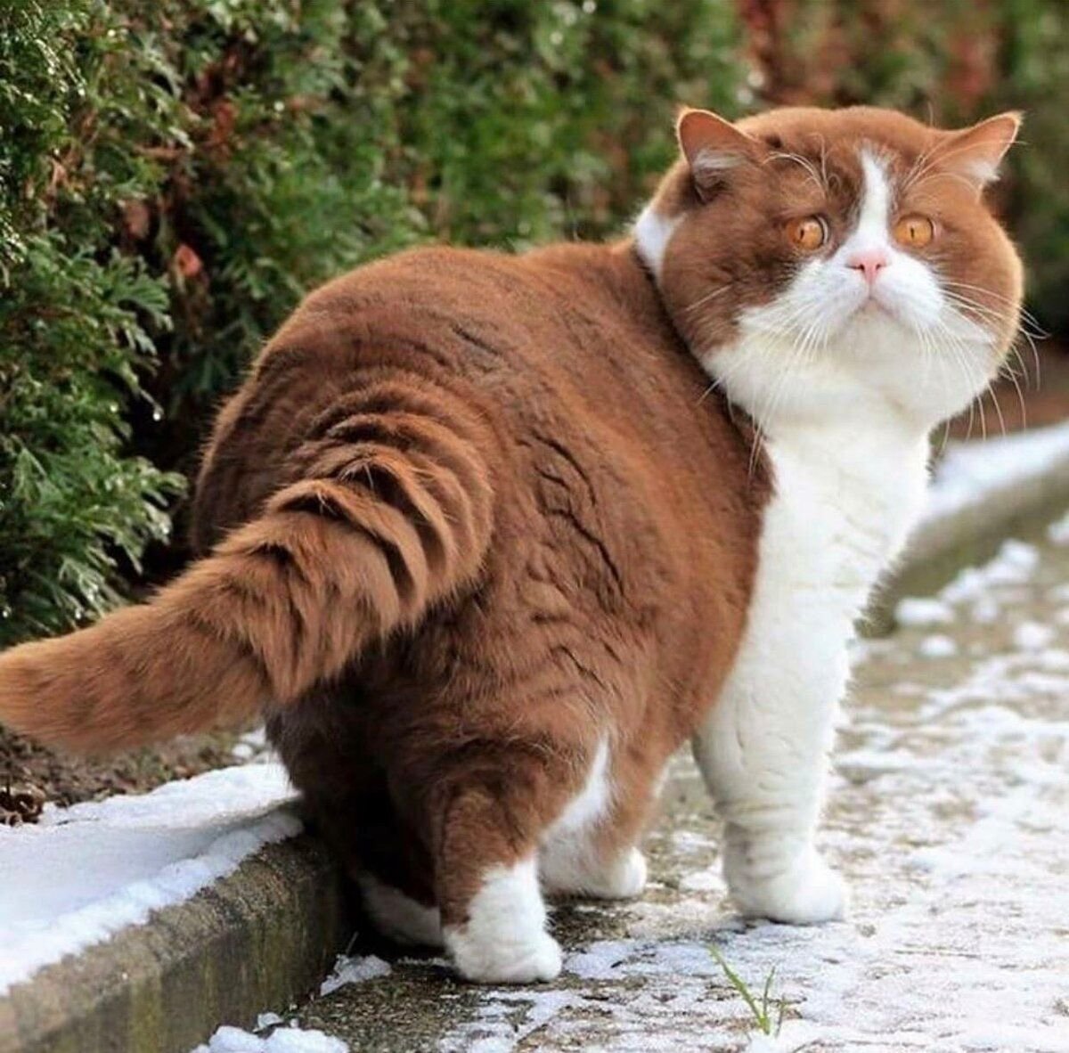 Фотогалерея - Толстые кошки - Забавные фото кошек