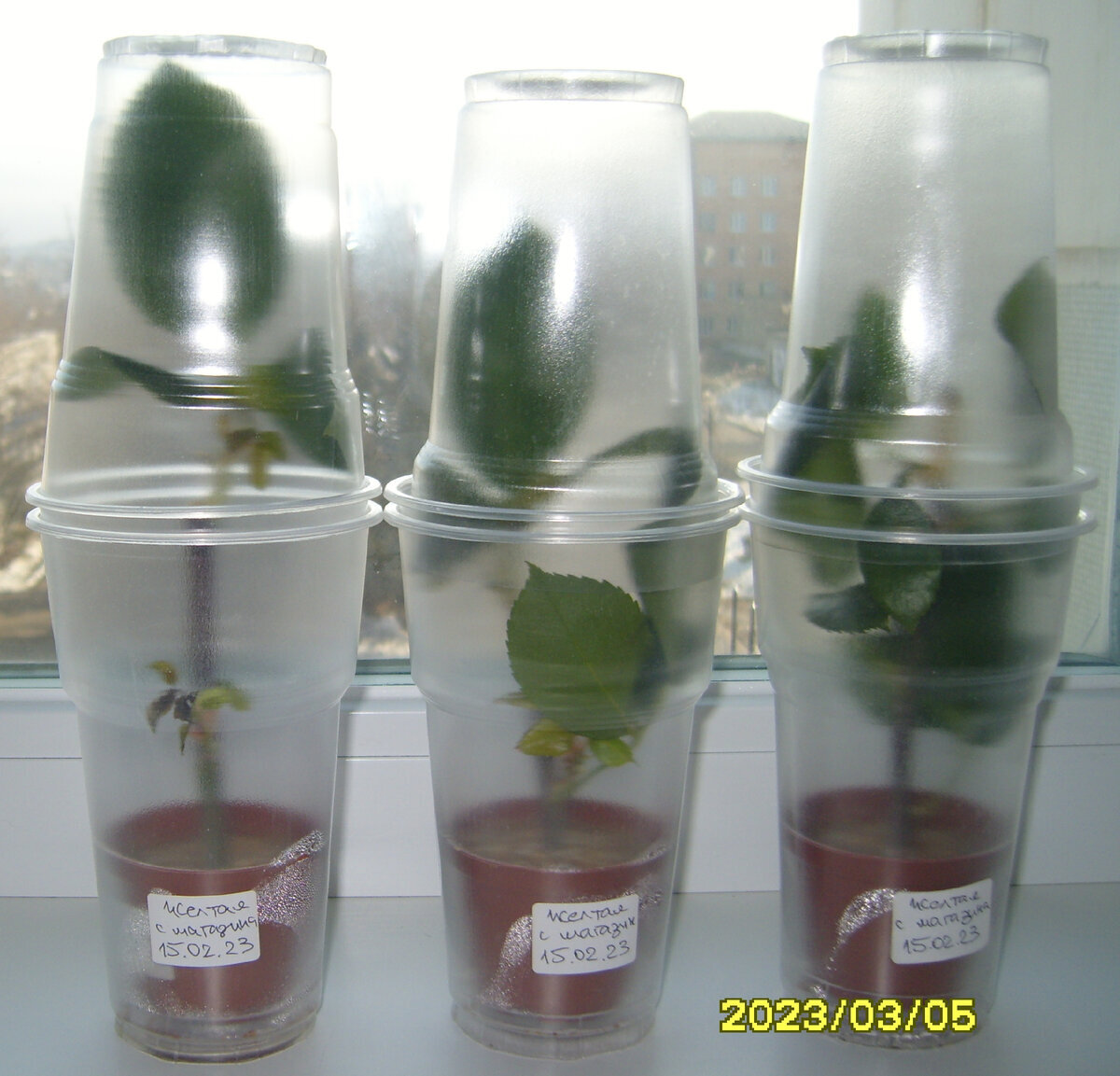 Три черенка желтой розы с листьями по состоянию на 5 марта